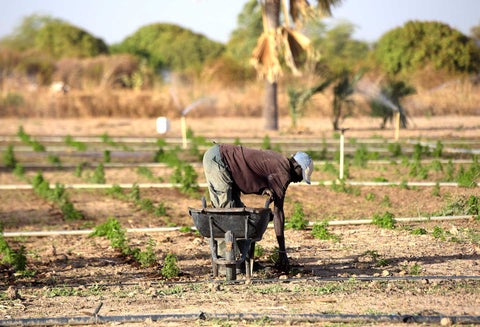 Artemisia, el remedio natural de Madagascar