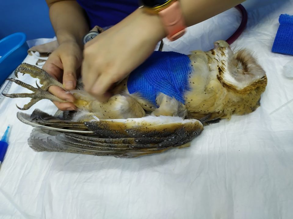 Lechuza atacada