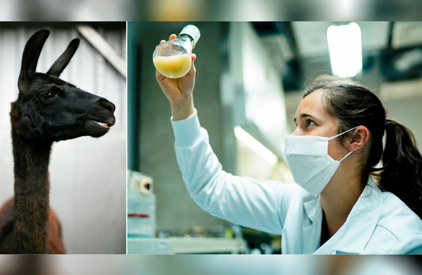 Llamas serían la clave para tratar el coronavirus
