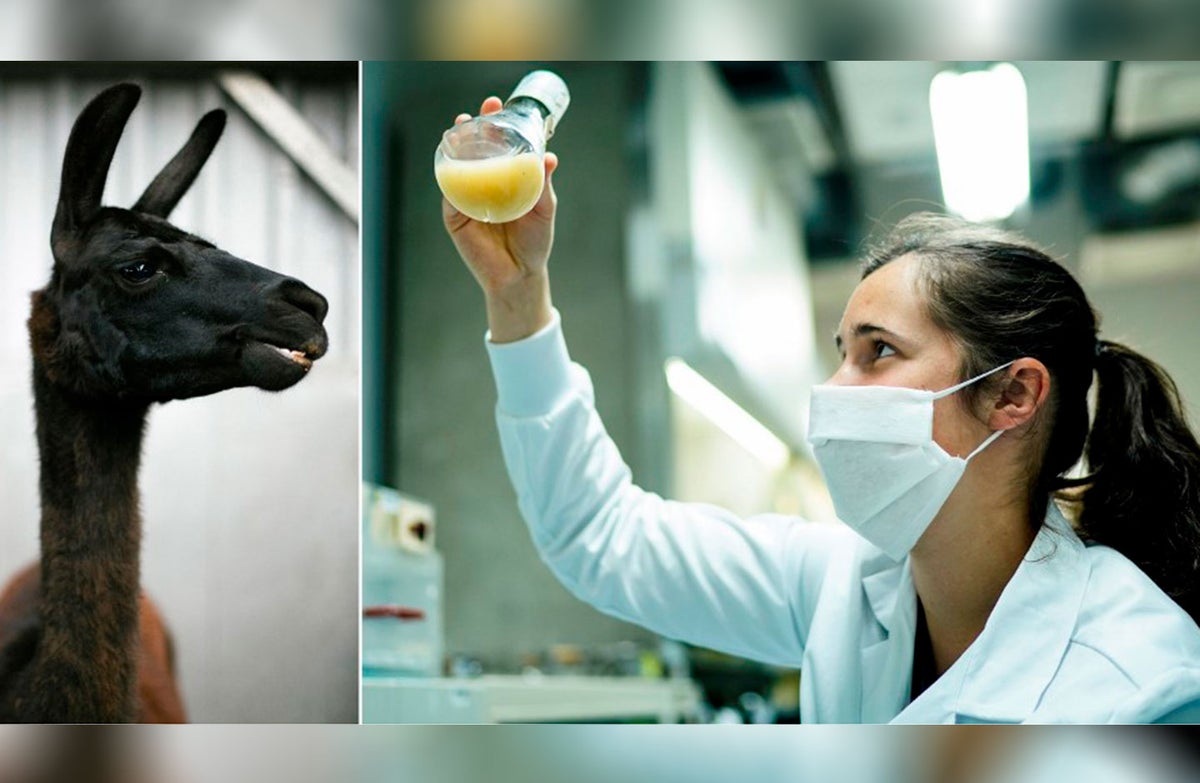 Llamas serían la clave para tratar el coronavirus