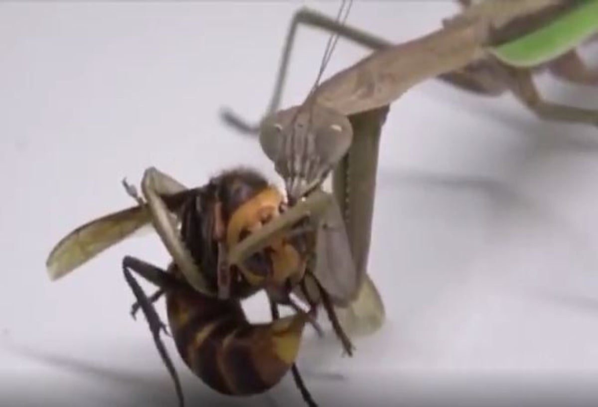 Mantis acaba con avispón asesino