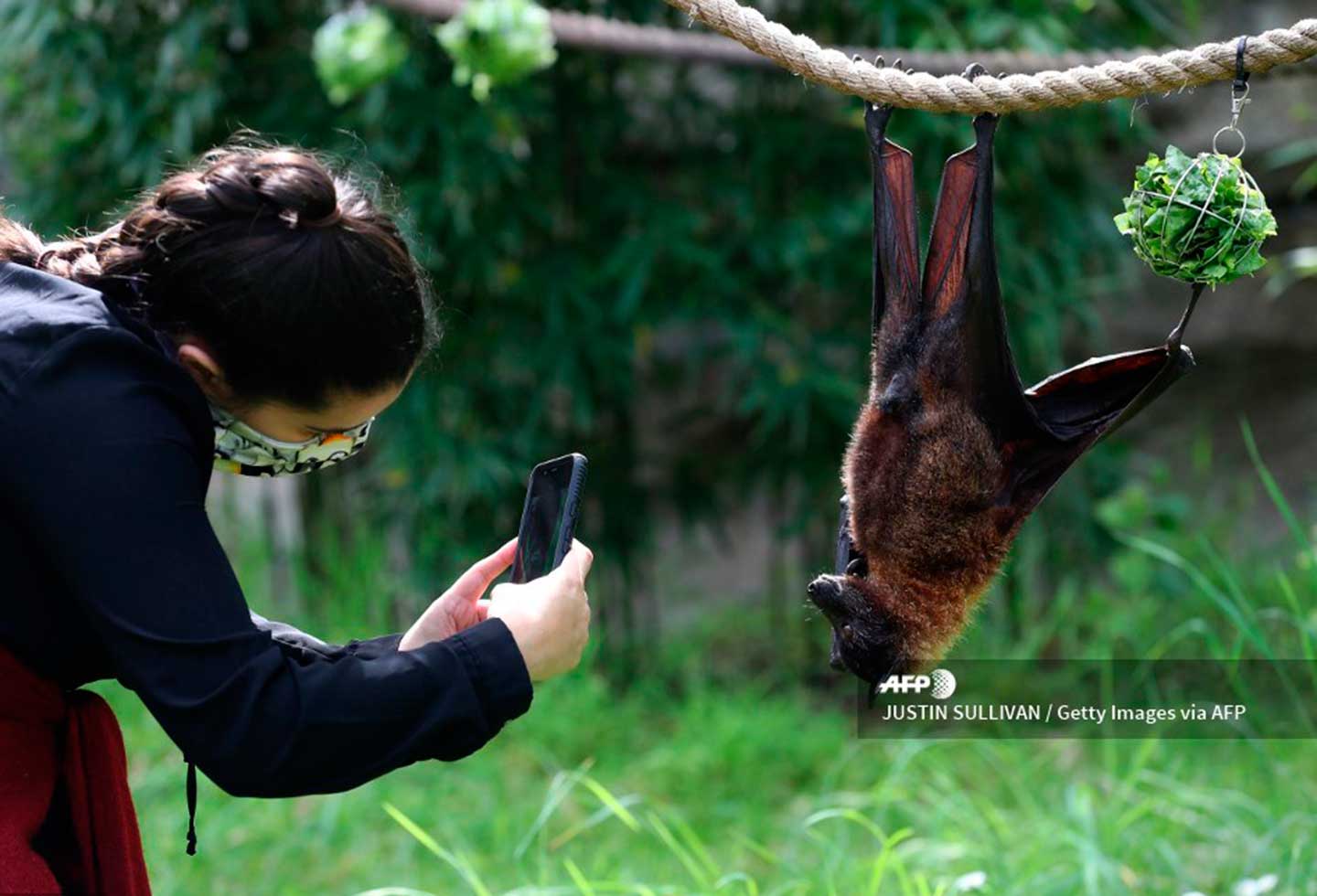Estos oscuros mamíferos han vuelto a estar a la venta en los mercados de animales salvajes de la isla indonesia de Célebes.