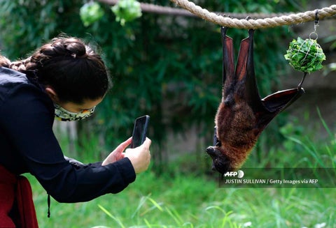 Estos oscuros mamíferos han vuelto a estar a la venta en los mercados de animales salvajes de la isla indonesia de Célebes.