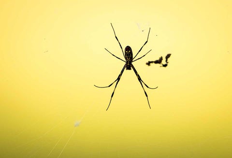 niños se hacen picar de araña para tener poderes de Spiderman