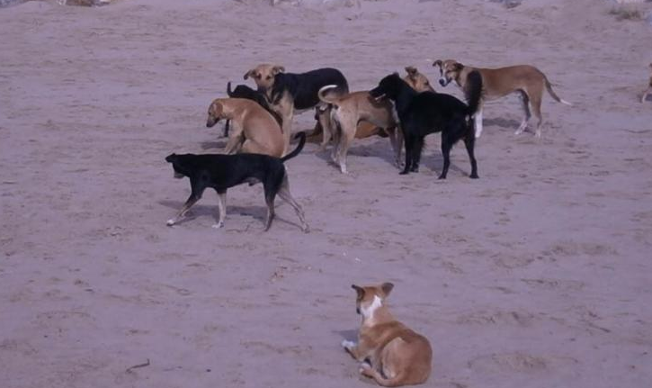 Perros callejeros en Aremasain-La Guajira