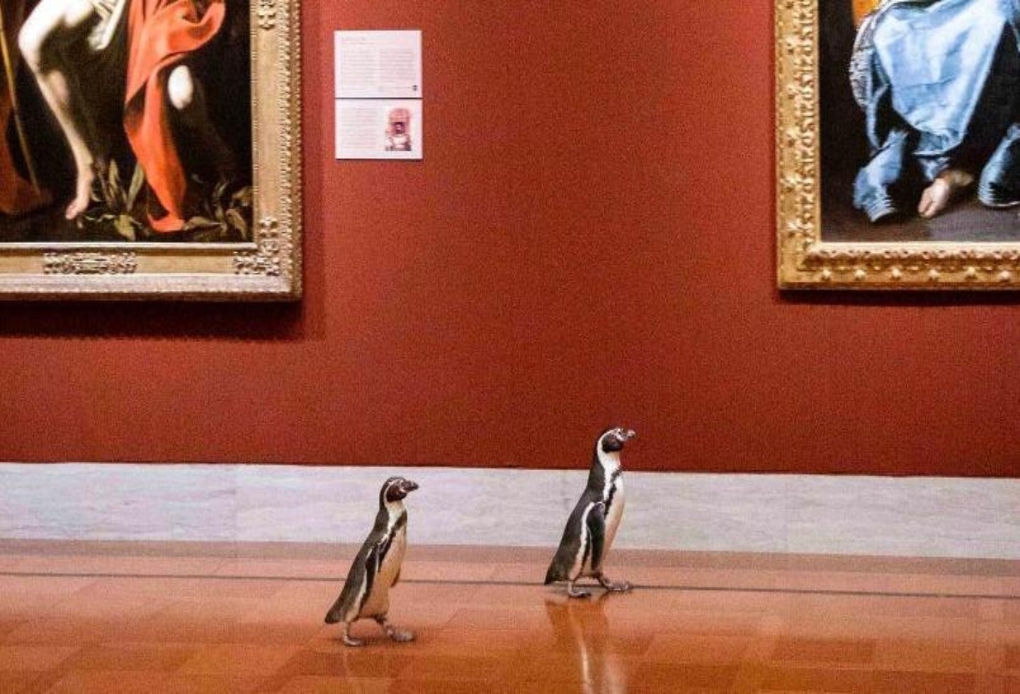 Pingüinos visitan museo y se sorprenden
