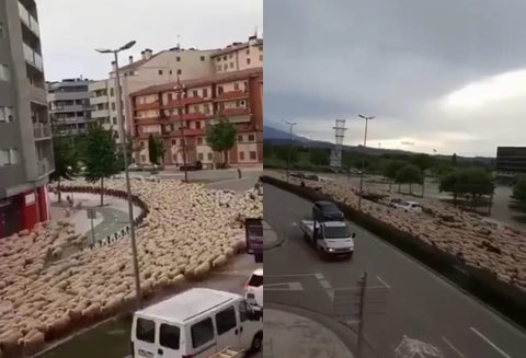 Río de ovejas invade una ciudad