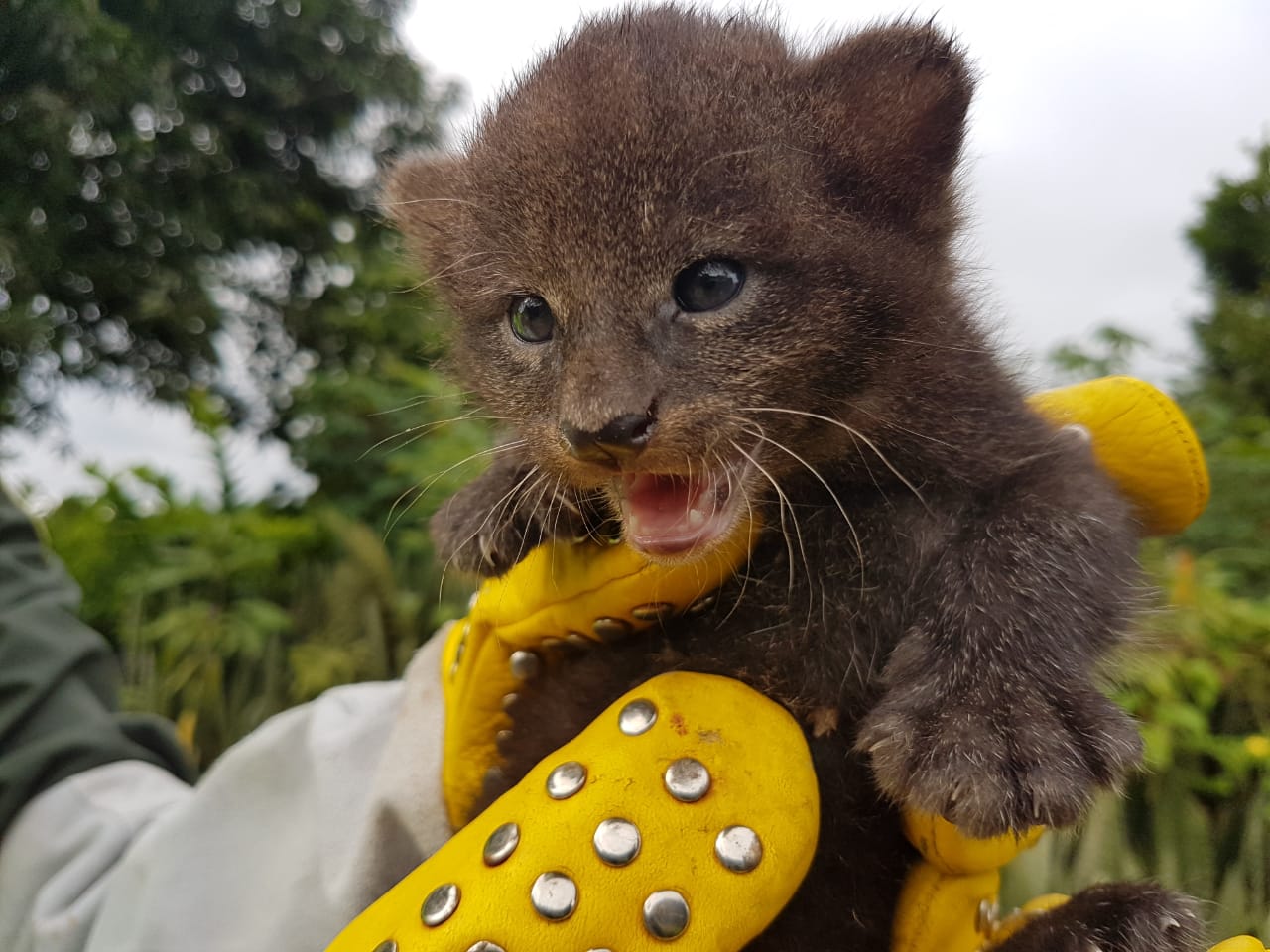 Estos podrán recibir la atención de una fundación experta en felinos