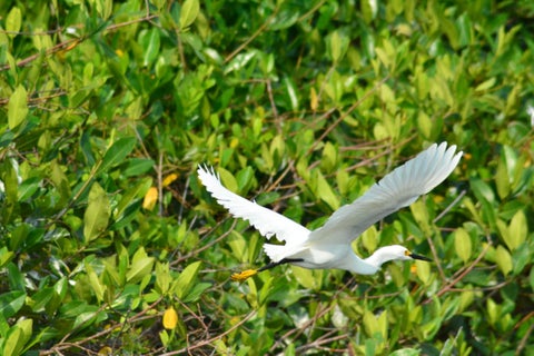 Fauna Silvestre