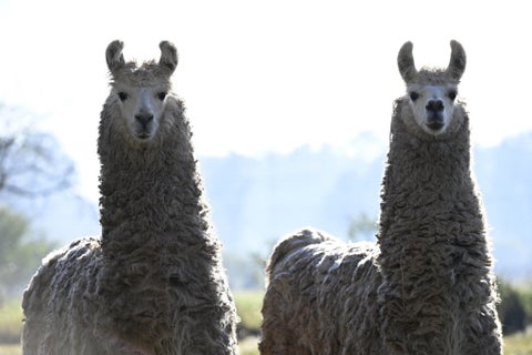 Llamas en Argentina