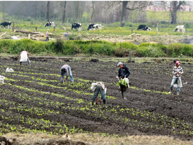 Campesinos temen perder cosechas