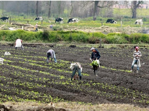 Campesinos temen perder cosechas