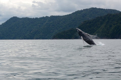 Ballenas - imagen de referencia