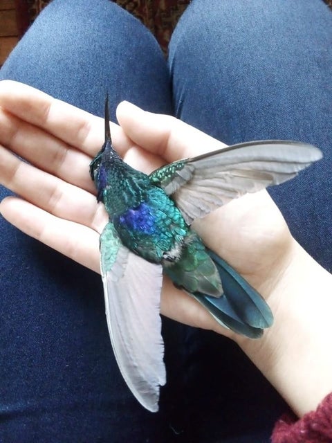 Colibrí muerto en la localidad de Kennedy.