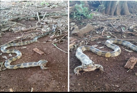 Serpiente con patas