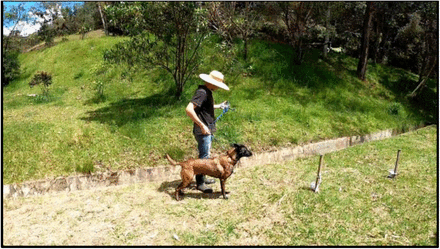 Así fue el entrenamiento de los perros en El Retiro, Antioquia.