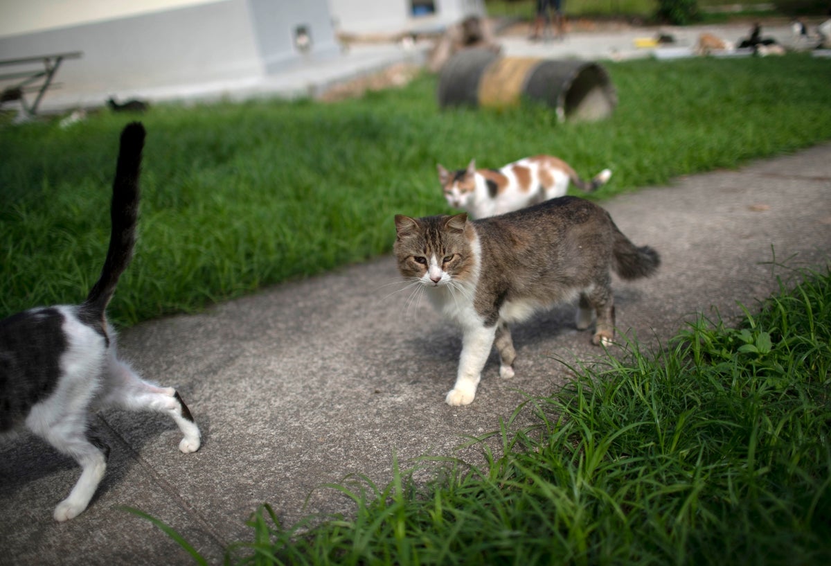 Gatos