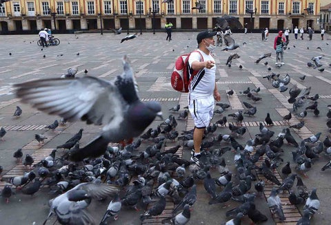 Palomas en la Plaza de Bolívar