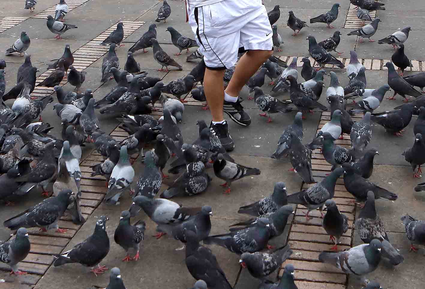Alimentar palomas