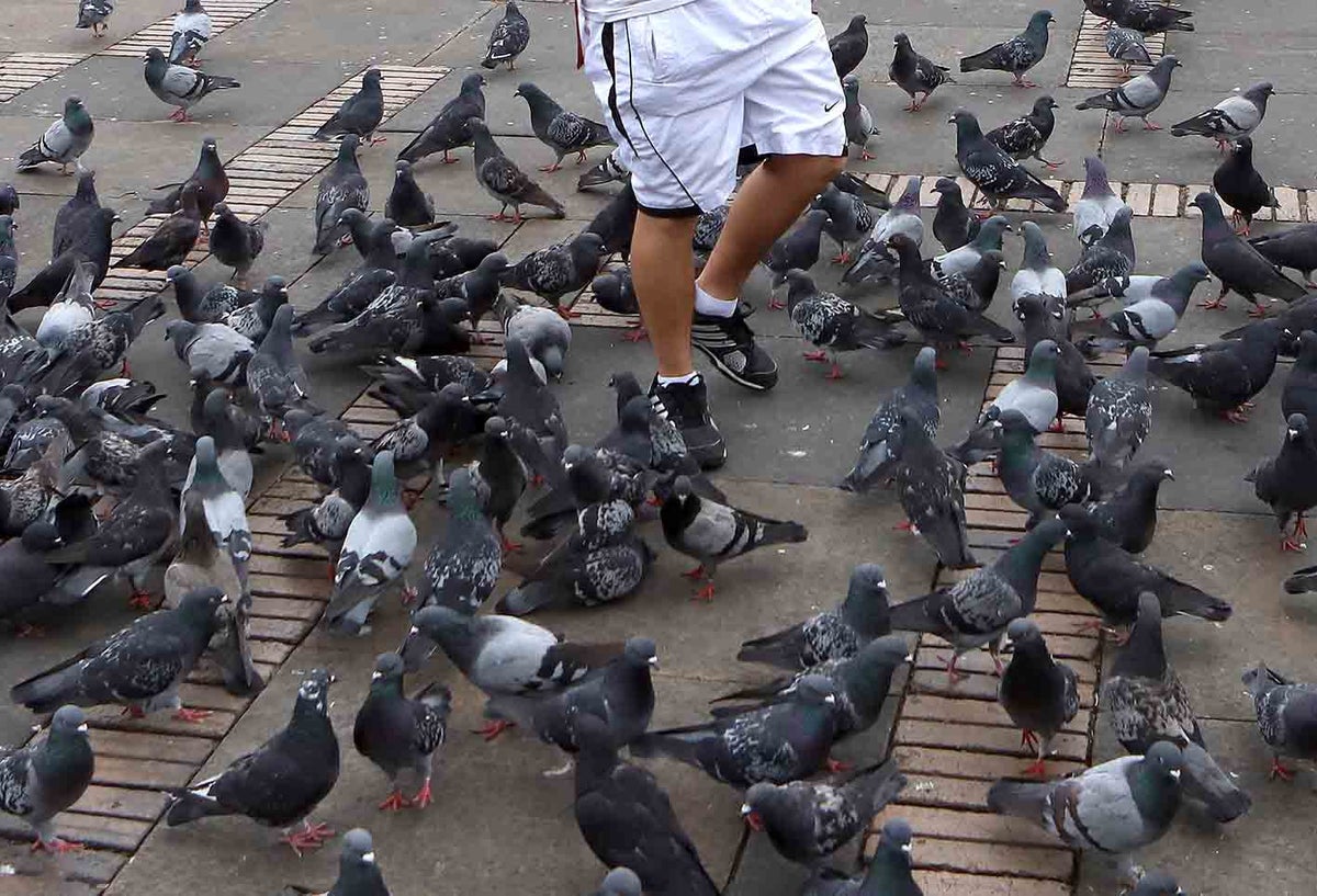 Alimentar palomas