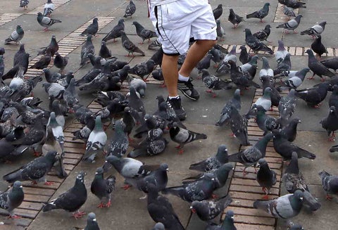 Alimentar palomas