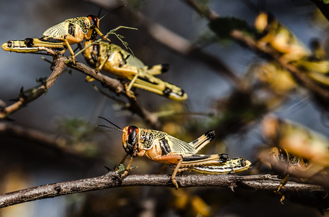 Plaga de langostas llegará a Brasil