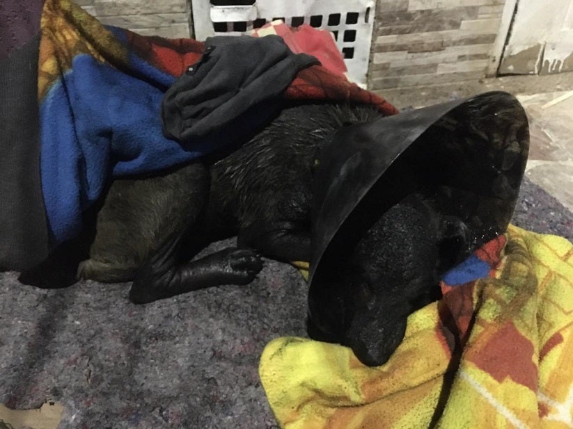 Perro Quemado