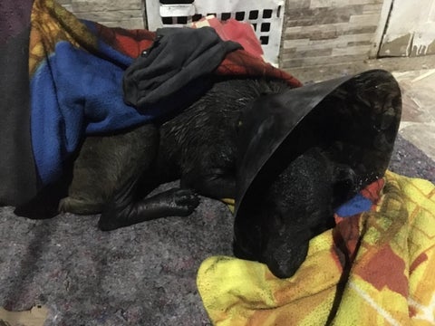Perro Quemado