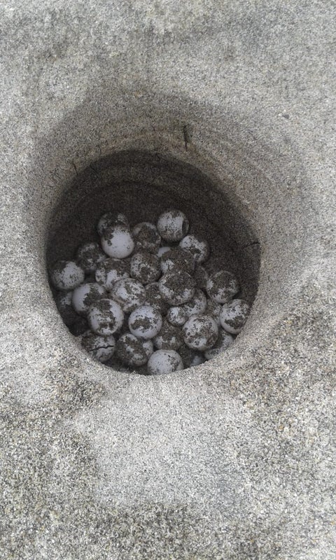 Nido de tortugas