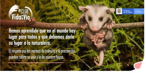 Fauna silvestre en las vías