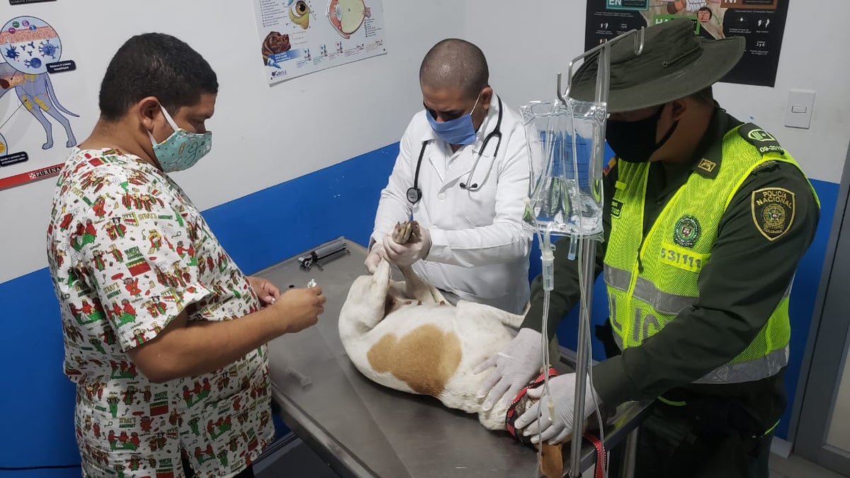 Autoridades rescatan a la canina.