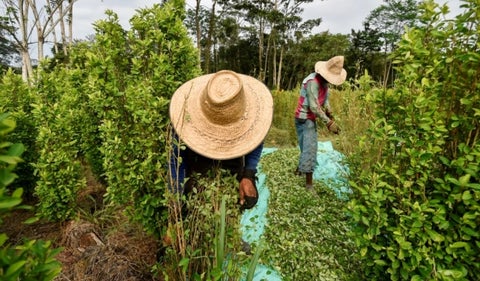 Mata de coca