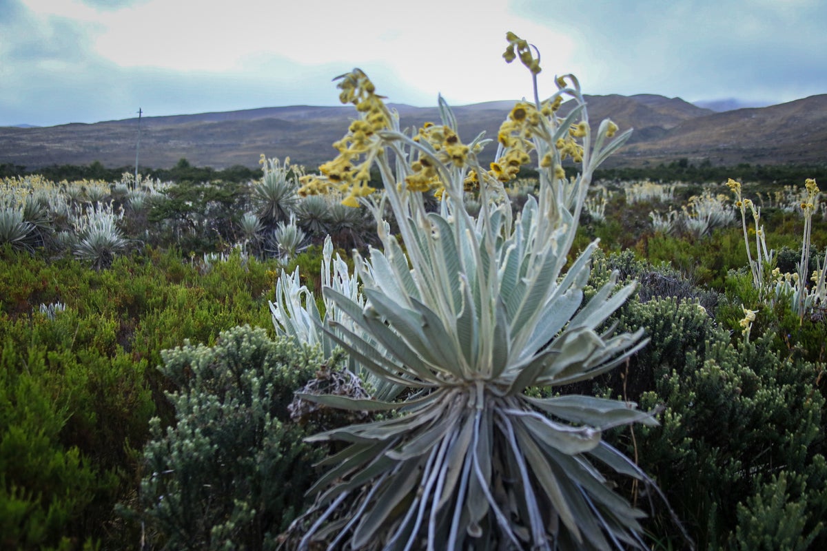 Páramo de Sumapaz