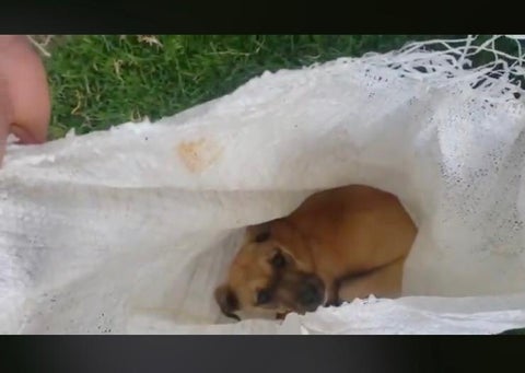 Perro maltratado y abandonado en Ubaté (Cundinamarca)