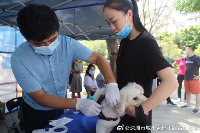 En ciudad china obligarán implantar un microchip a los perros