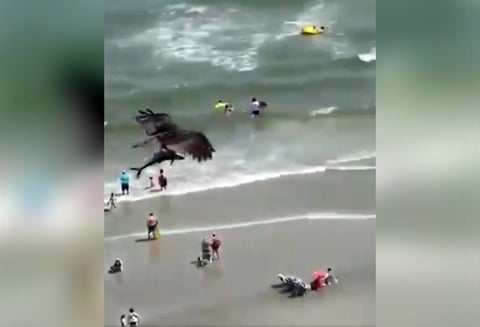 Águila caza tiburón
