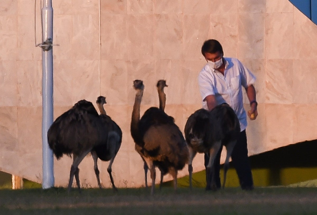 Bolsonaro mordido por un emu