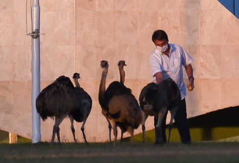 Bolsonaro mordido por un emu