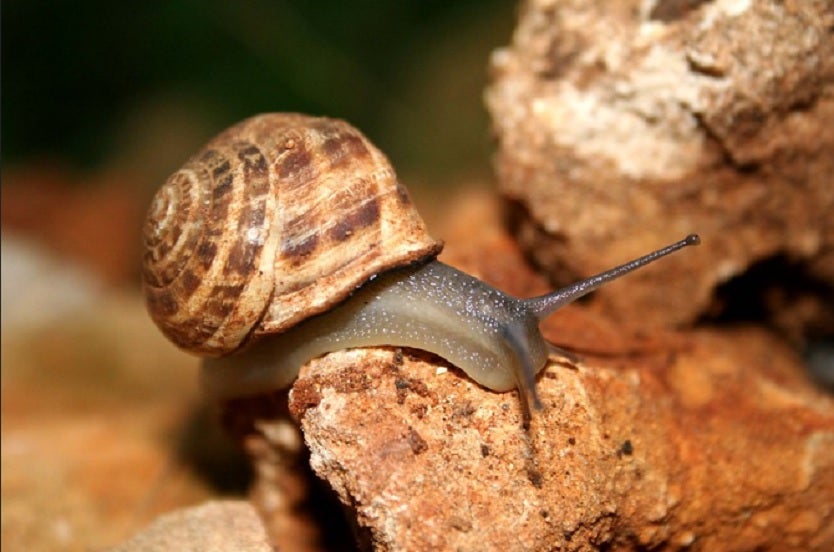 Caracol