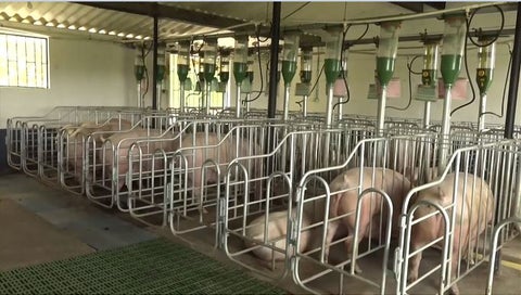 Trabajos de porcicultura.