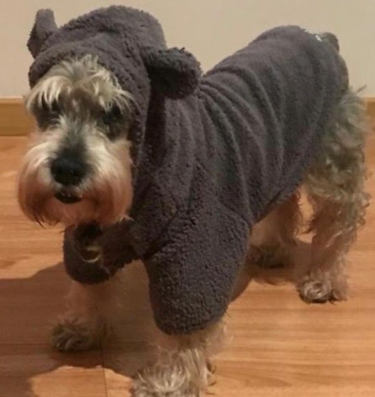 Perro Clifor