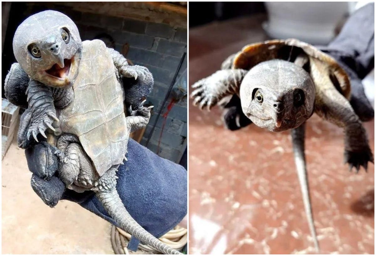 Encuentran extraña tortuga con pico y cola