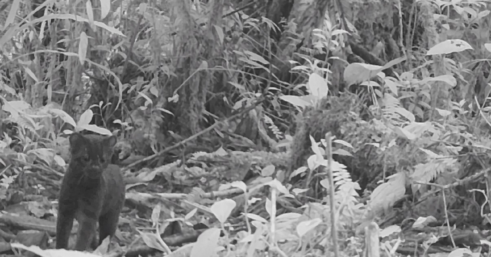 Felino Huila