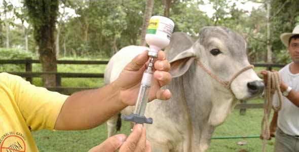 En el departamento del Tolima más de 733.600 bovinos y buafalinos fueron inmunizados contra la Fiebre ftosa y la Brucelosis bovina