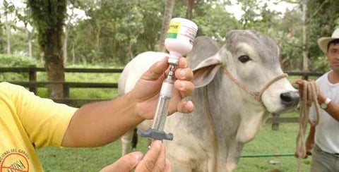 En el departamento del Tolima más de 733.600 bovinos y buafalinos fueron inmunizados contra la Fiebre ftosa y la Brucelosis bovina