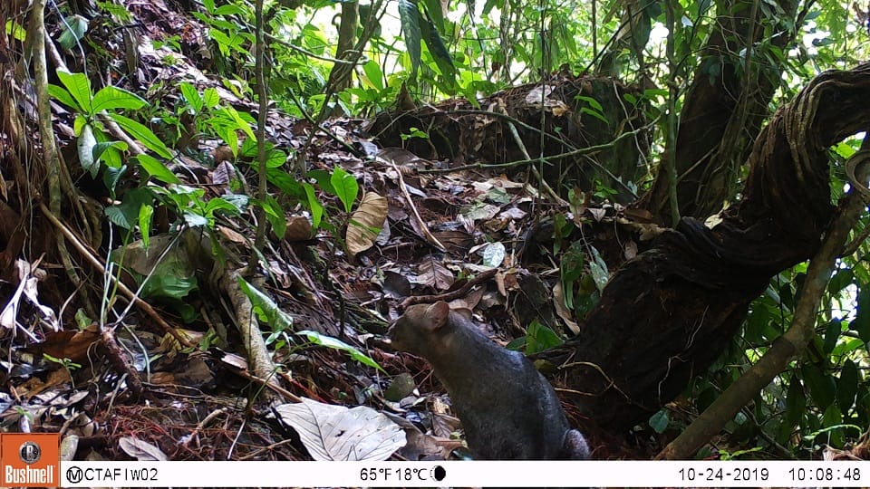 Jaguarundi 3