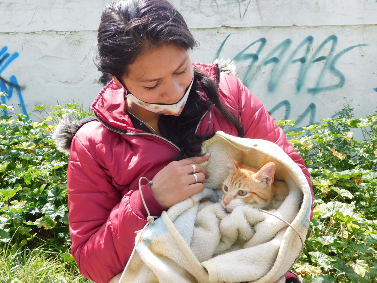 Jornada de esterilización de animales (perros y gatos)