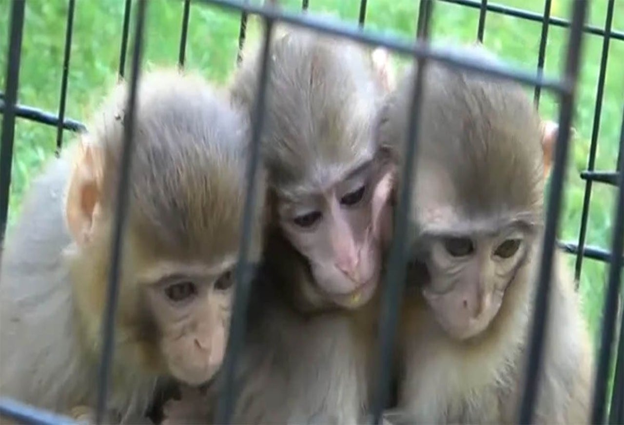 [Video] Monos protegen a su hermano con Síndrome de Down