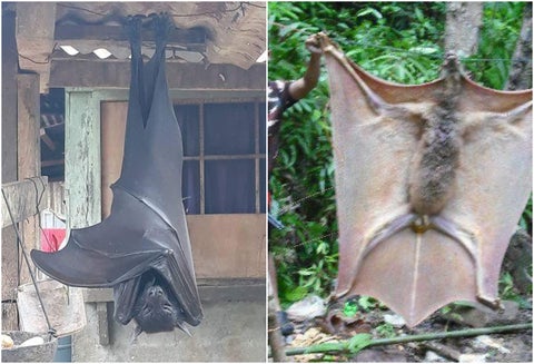 Murciélagos gigantes