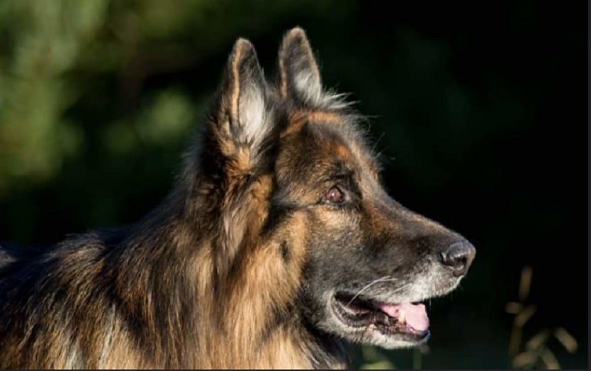 Perro / Pastor alemán